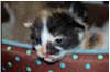 Haworth Cat Rescue